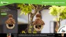 Скворечник для птиц Blumen Haus Бунгало 65703