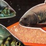 Прикормка Premier Fishing Премиум Карп-Сазан Клубника 900г PR-P-ССS