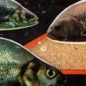 Прикормка Premier Fishing Премиум Анис 900г PR-P-A