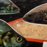 Прикормка Premier Fishing Премиум Фидер 900г PR-P-F